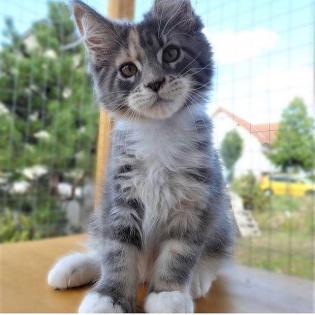 Bezaubernde Maine Coon Kitten mit Stammbaum