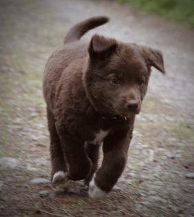 BORADOR Welpen | Border Collie und Labrador Retriever Mix