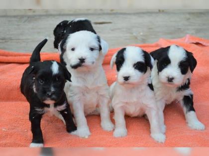 Bildschöne Tibet Terrier Welpen aus liebervoller, kontrollierter Zucht ..