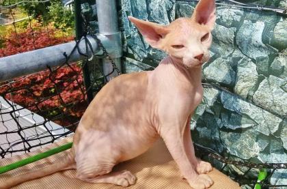 Canadische Sphynxkatzen mit ehrlichen Tasthaaren!