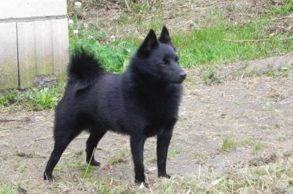 Schipperkewelpen