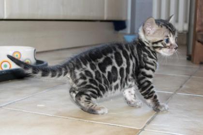 Menschenbezogene, prächtige Bengal Kitten - aus seriöser Zucht