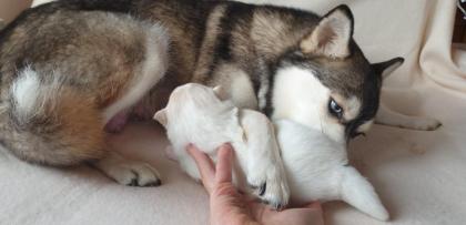 Unsere pomsky Welpen sind geboren!