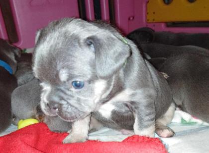 Welpen Französische Bulldogge