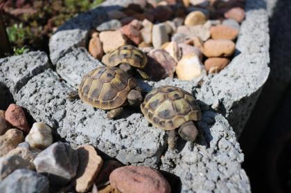 Junge Griechische Landschildkröten THB NZ2021