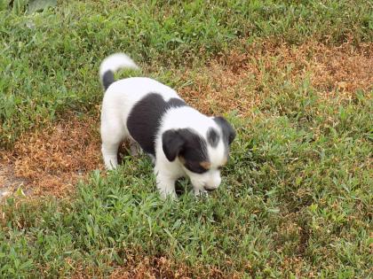 Jack Russell Terrier Hündin Welpe