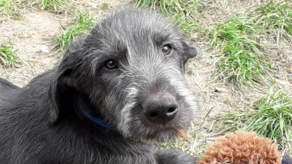 Irish Wolfhound Welpen