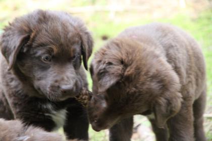 BORADOR Welpen | Border Collie und Labrador Retriever Mix