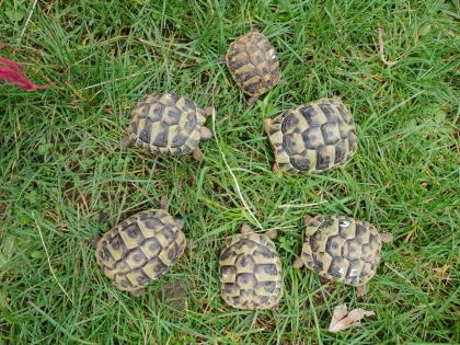 Landschildkröte THB