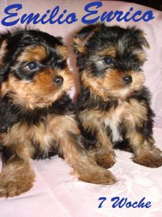 Yorkshire Terrier Welpen (Rüden) 