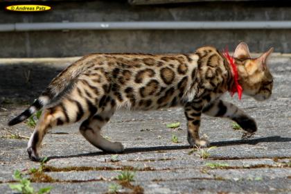 Traumhafte Bengalkatzen der neuen Zuchtgeneration