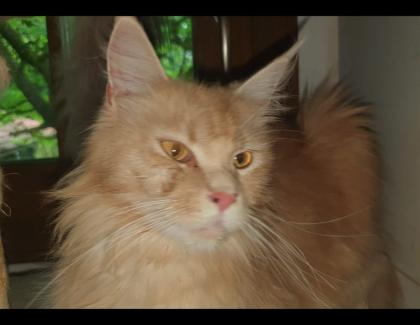 Maine Coon Baby´s  - 2 Kater (creamy) - 2 Kätzchen (silver tabby)