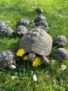 Griechische Landschildkröten