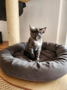 BKH Mix Kitten Kätzchen in liebevolle Hände abzugeben