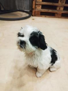 Shih-Tzu Yorkshire Welpe