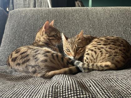 2 Bengalkatzen zu verkaufen