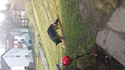 Suchen Labrador Welpe