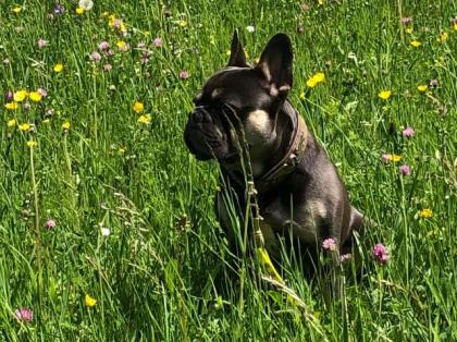 Deckrüde französische Bulldogge 