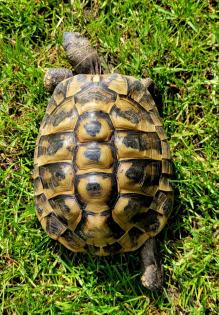 Adulter Griechischer Landschildkröten-Bock (2007) abzugeben