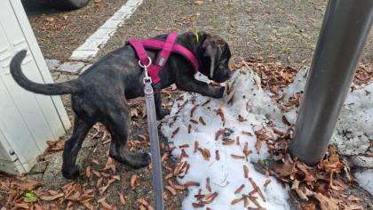 Schweiz-Zürich: Sehr schöne Cane Corso Welpen suchen ein Zuhause