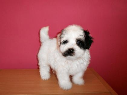 Havanese Welpen