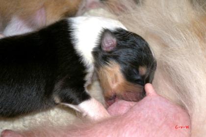 Collie- Welpen mit VDH- Papieren aus liebevoller Hobbyzucht