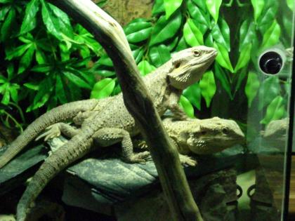 Großes Terrarium inklusive Bartagamen  Pärchen zu verkaufen...