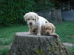 Zuckersüsse Labradorwelpen