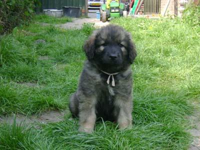 Leonberger welpen