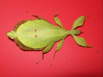 Phyllium siccifolium DAS ! Wandelnde Blatt