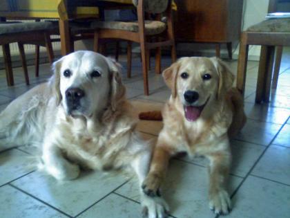 Goldenretriever- Labrador-Welpen suchen ein liebevolles Zuhause