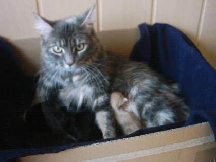 Drei Maine Coon Kitten