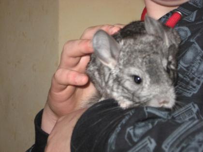 Drei weibliche Chinchillas abzugeben