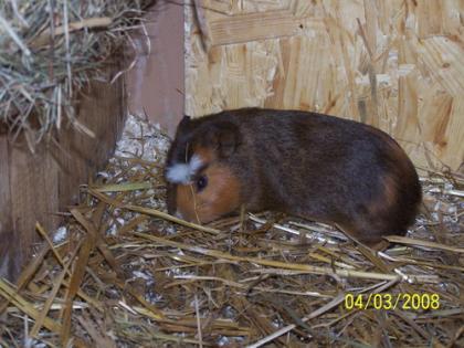 Cuy - Riesenmeerschweinchen Weibchen   Böcke abzugeben