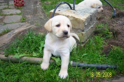 PUTZIGE LABRADOR WELPEN,IN BLOND,ABZUGEBEN