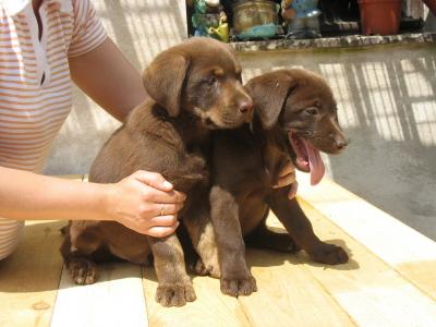 Labrador Welpen Schoko Blond Schwarz