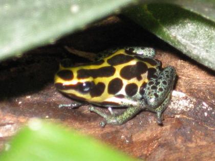 Dendrobates Ventrimaculatus