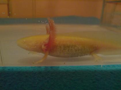 12 cm goldalbino Axolotl aus Hobbynachzucht