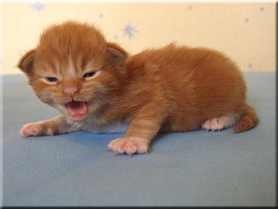 Wir haben wunderschöne Maine Coon Kitten !!!