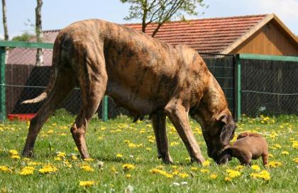 Deutsche Doggen Welpen