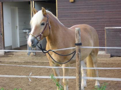 Reitbeteiligung an Haflinger in Mönchengladbach zu vergeben