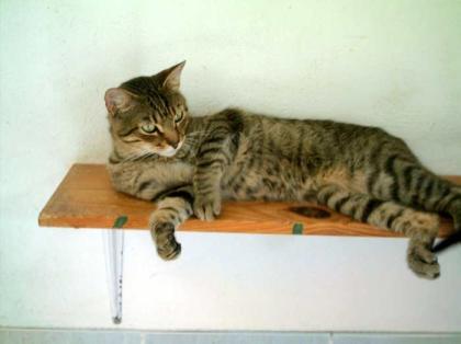 Merlin, der super freundliche Tigerkater!