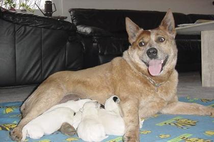 Australian Cattle Dog Welpen VDH/FCI