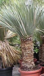 Winterharte Yucca rostrata