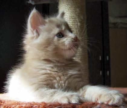 Sehr typvolle Maine Coon Kitten!