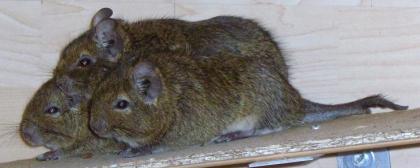 3 Degus  weibchen  ca. 1 1/2 Jahre. Zutraulich und verpielt