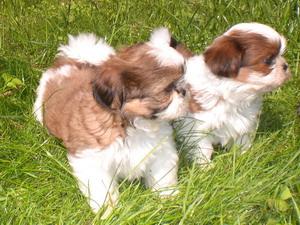 Liebenswerte Shih Tzu