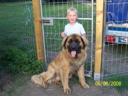 Leonberger Welpen zu verkaufen