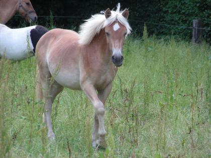 Verkaufe zwei Ponys oder Tauche gegen eines....