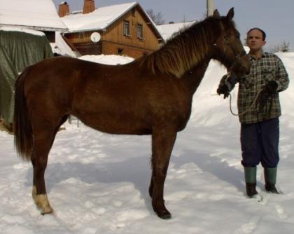 Gaja - Windfarbene Warmblutstute